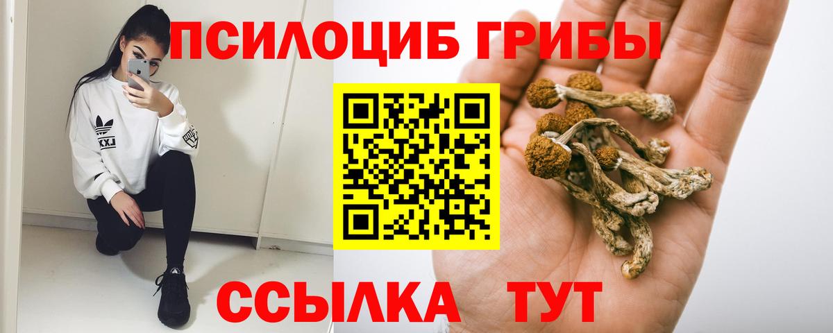 Псилоцибиновые грибы Psilocybine cubensis Березники